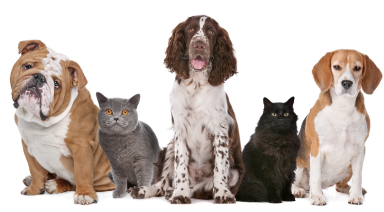 ARC Future Fellowship (FT) Complete GrantEd Guide Pack