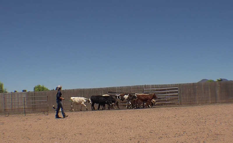 Annual PSR Stockdog Training Membership