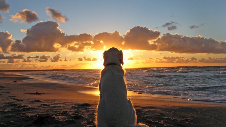 Provided by Pet Meadow- Peaceful Euthanasia Certification