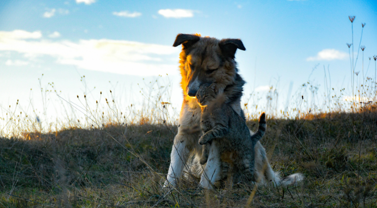 Herboristerie pour chiens et chats : Les bases