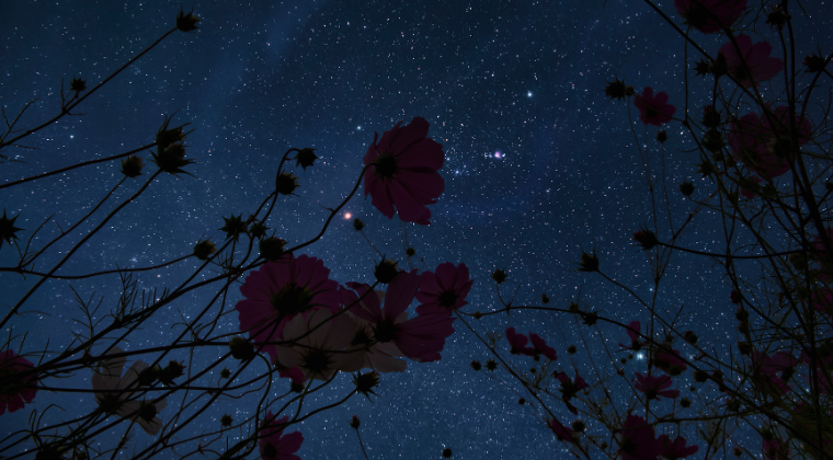 Astroherboristerie