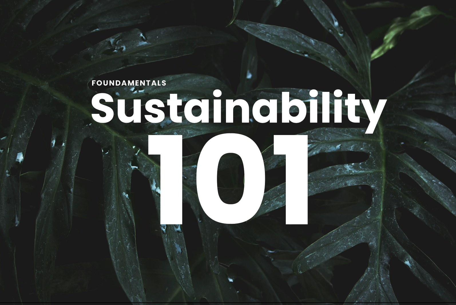 Cursos de sostenibilidad para equipos