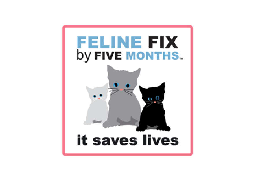 Feline Fix by Five USA