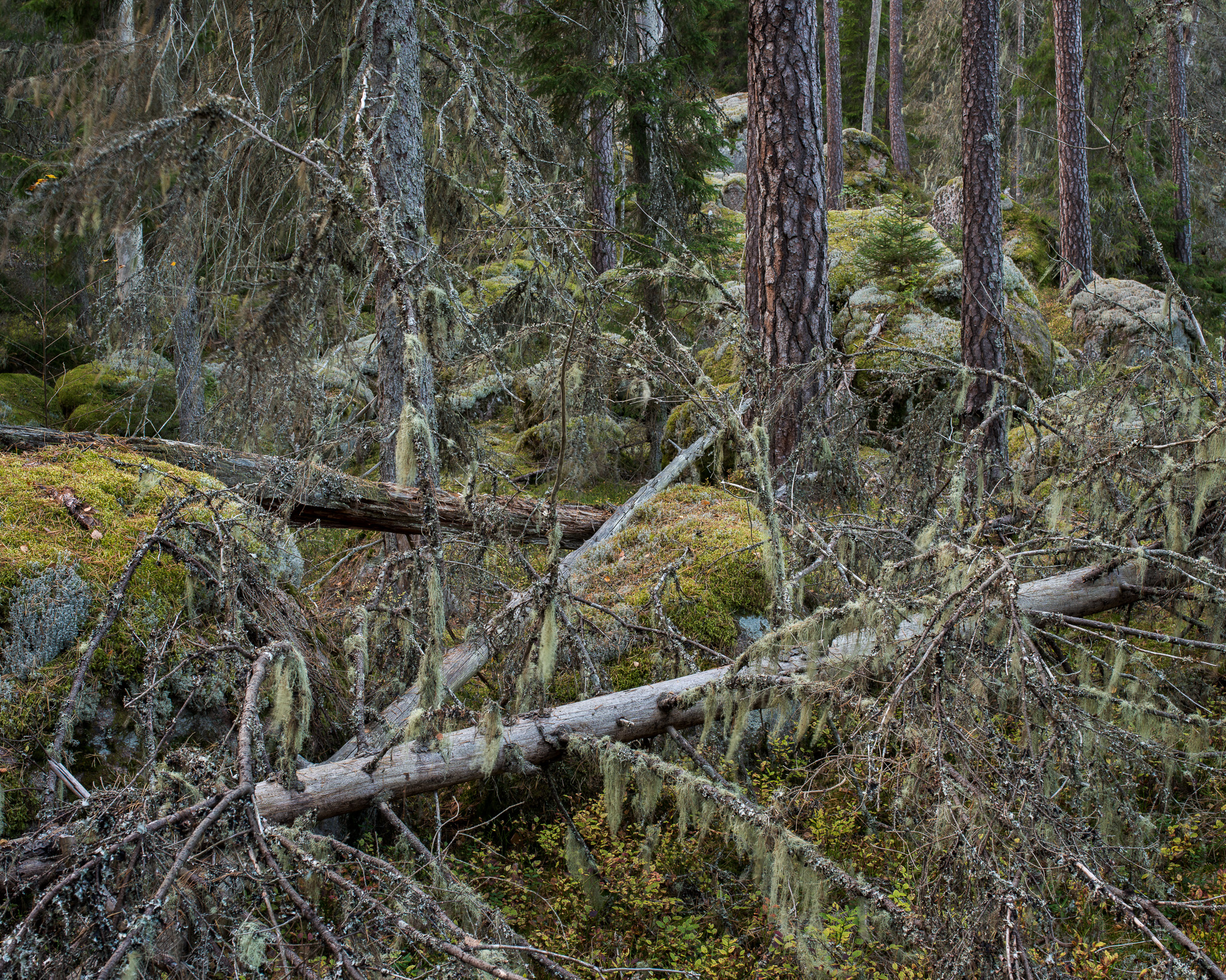 Exempelbild 1