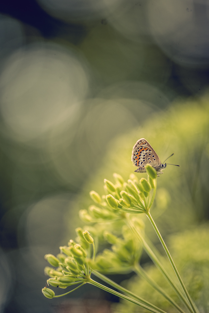 Exempelbild 2 – stor