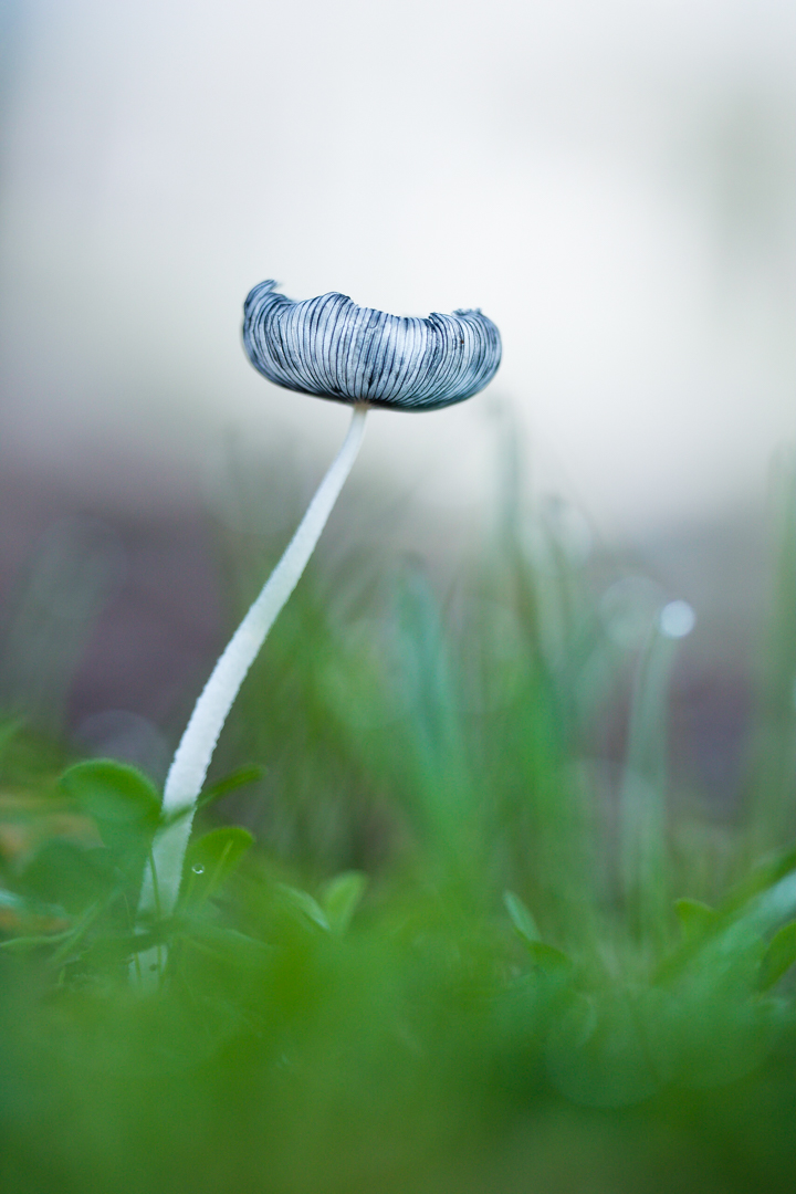 Exempelbild 2 – miniatyr