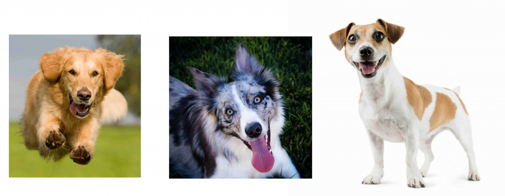 dog training, border collie, golden retriever, terrier, 
