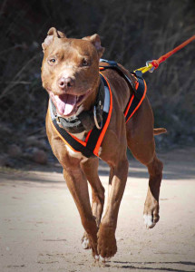 pitbull dog training pittie how to train stress 