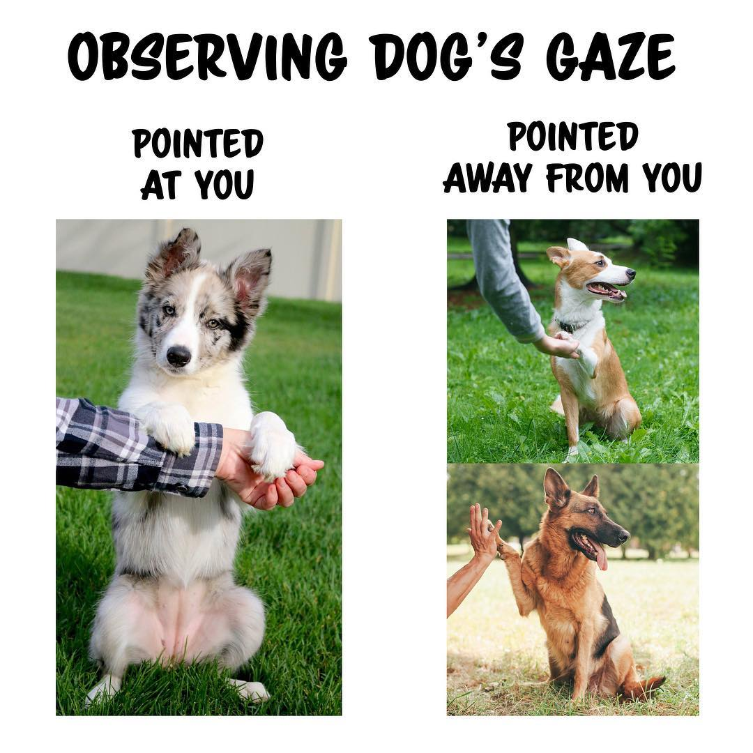 dog trainer training youtube kikopup dogmantics border collie wish gsd german sheperd collies tricks training sit pretty cute beautiful dog  dog trainer san diego professional