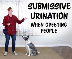 dog training submissive urination youtube 