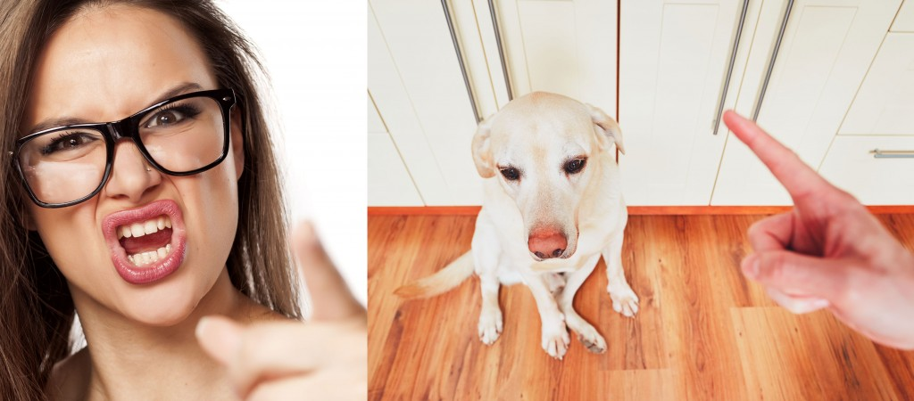 dog training tone of voice, guilty dog, dog trainer, dog training, online training, 