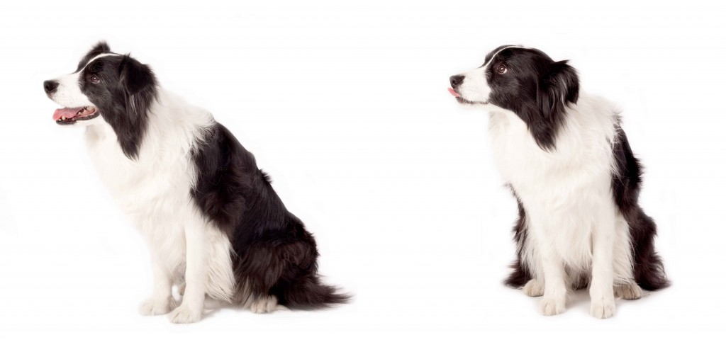 nuetral border collie worried