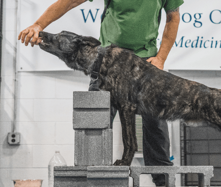 K9 conditioning training