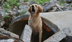 Variable reward training