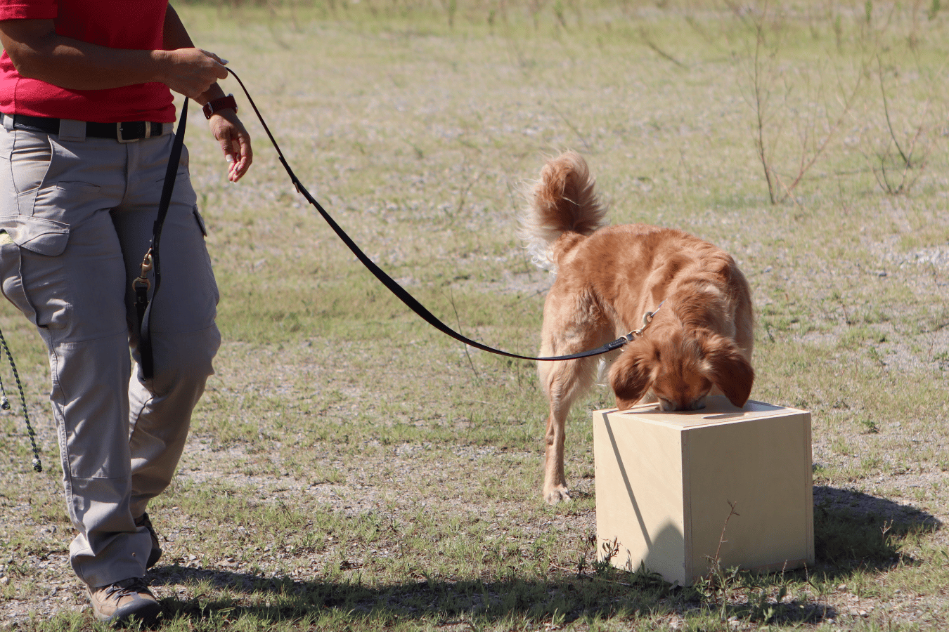 K9 demo videos