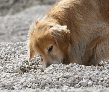 Buried hides training