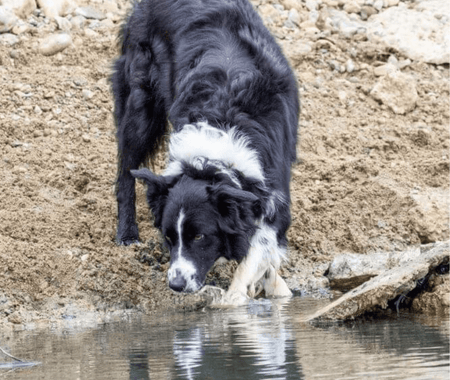 Shoreline searches training