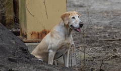 Blank searches training