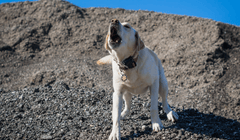False alerts training