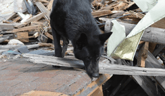 Overlapping odor training