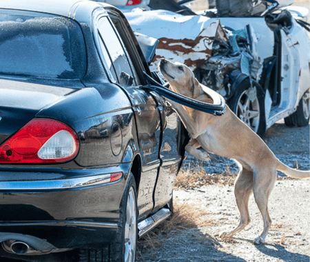 Vehicle searches training