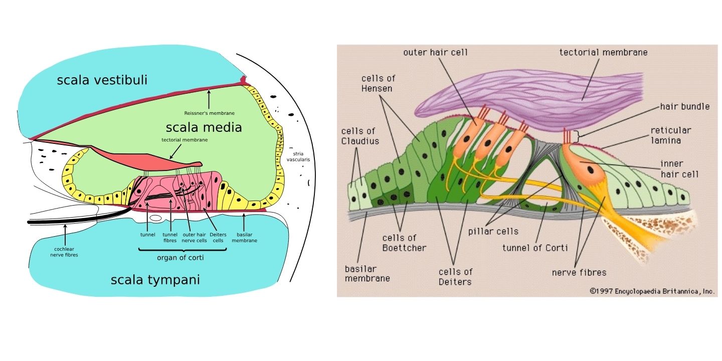 Cross-section diagram of the cochlea showing spiral lamina, scalae, and membranes. Detailed structure of the organ of Corti with hair cells and tectorial membrane.