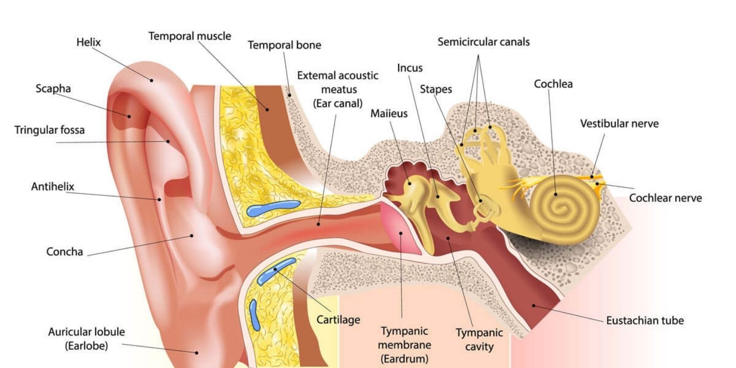 Labeled diagram of the human ear showing outer, middle, and inner structures including pavilion, eardrum, and ossicles.
