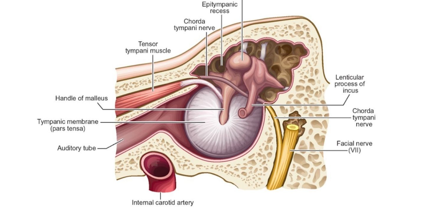 Diagram of middle ear muscles (tensor tympani and stapedius) and Eustachian tube in sound regulation.