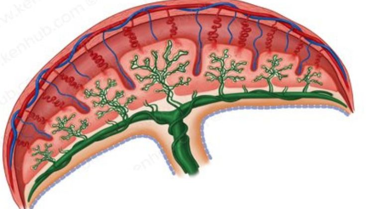 Diagram of the umbilical and placental blood circulation (https://www.kenhub.com/thumbor/r5-AlFAwRhsUBLlfW1_XuCqWT5s=/fit-in/413x413/filters:fill(FFFFFF,true):watermark(/images/watermark_only_sm.png,0,0,0):watermark(/images/logo_url_sm.png,-10,-10,0):format(jpeg)/images/anatomy_term/fetal-circulation/rIavMxBzqHXggcN1FBOFw_Fetal_circulation.png)