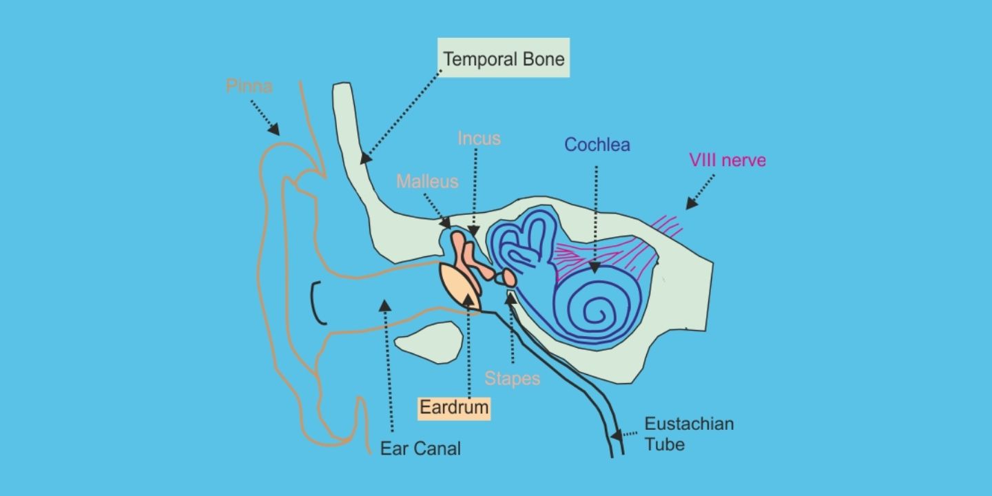 Illustration of auditory neural pathways from ear to brain cortex.