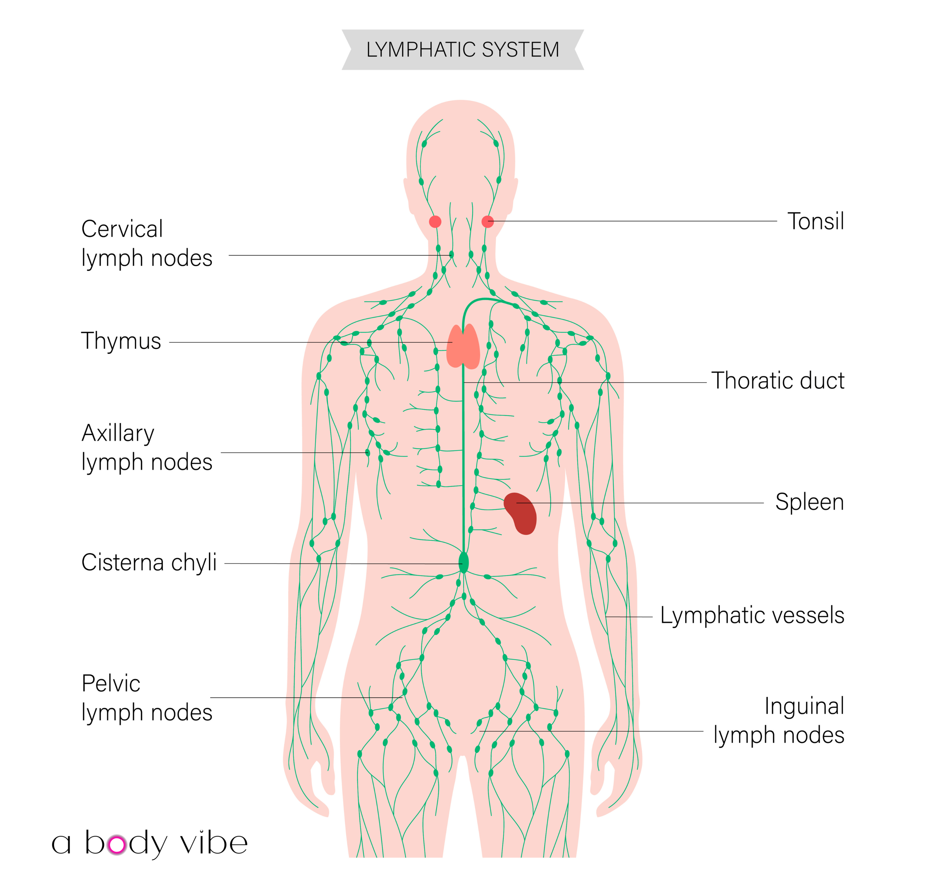 Educational diagram of the human lymphatic system for body contouring professionals