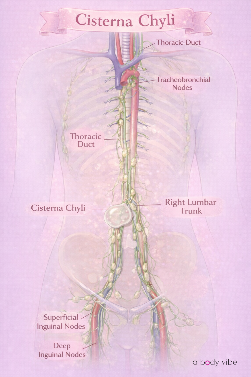 cisterna chyli and lymphatic system for body contouring specialists