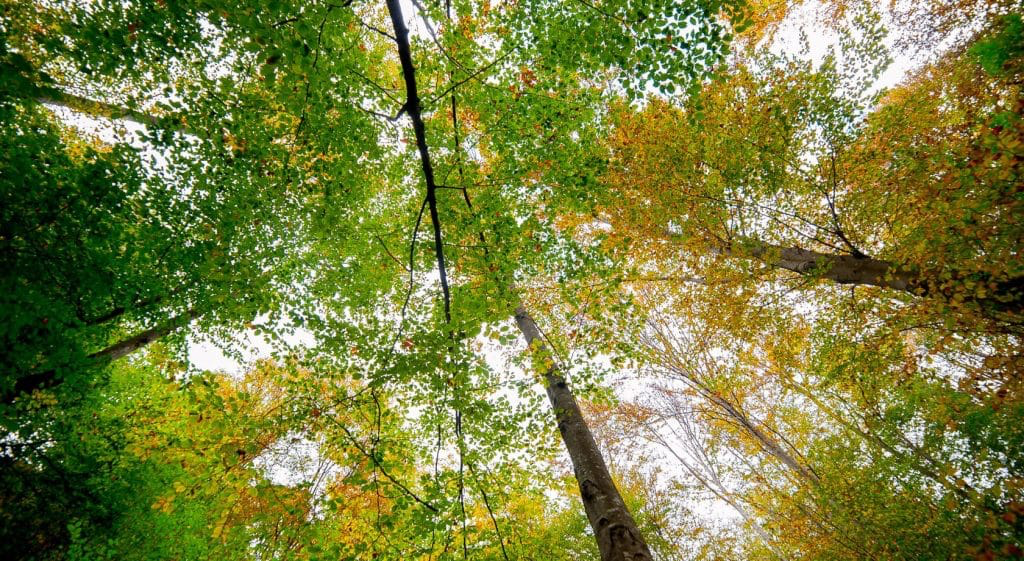 mindfulness stovyklos