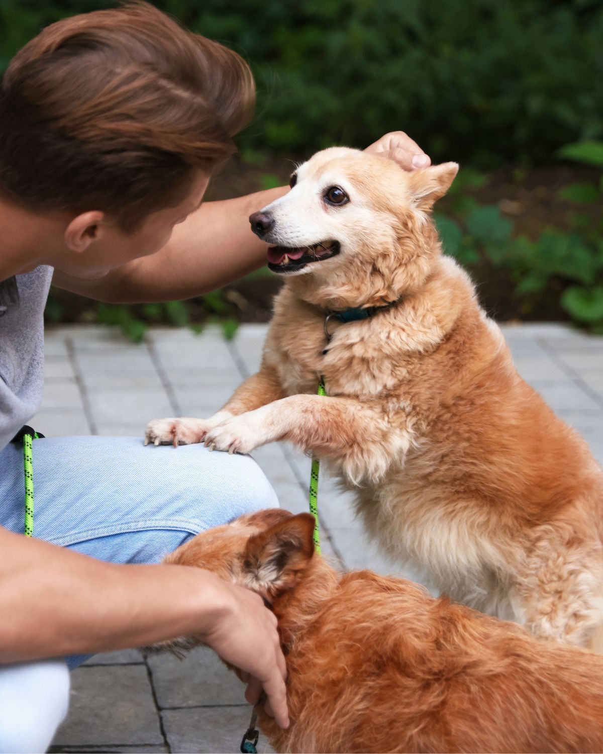 Clinical Canine Massage Therapy