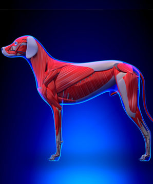 sp-how_to_help_a_dog_with_spondylosis