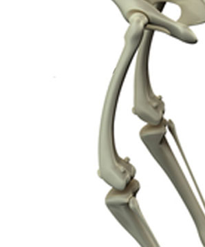 canine_stifle_massage