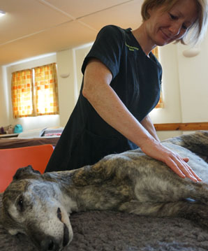 sp-spondylosis_in_dogs_alternative_therapy