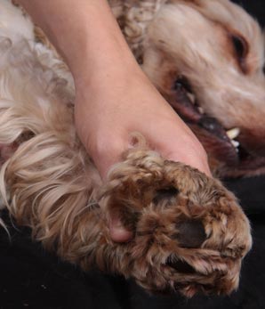 arthritis-canine-massage