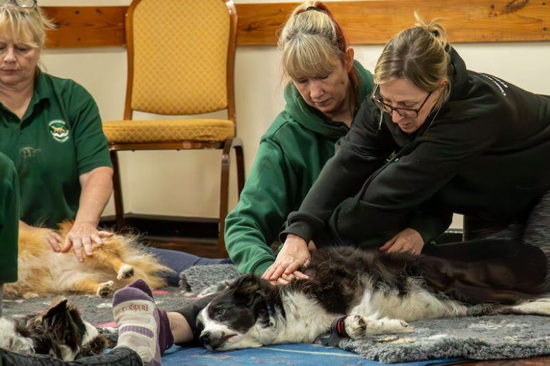 Canine Massage Course