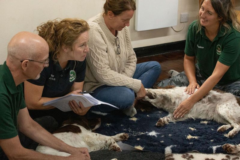 Canine Massage Class