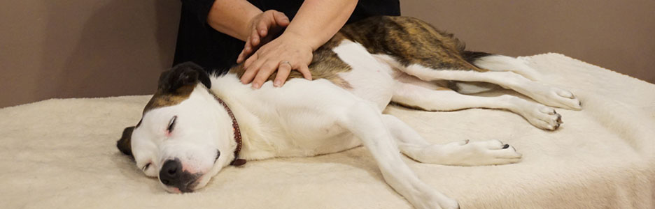 nervous-dog-madge-having-canine-massage