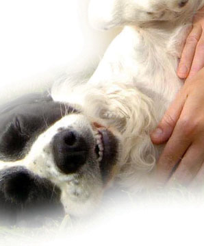 dog_massage_helps_mobility