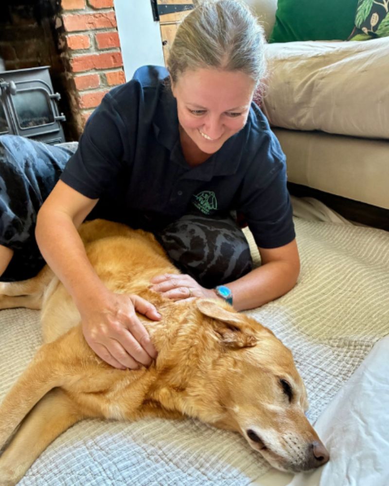 Canine Massage Foundations Online