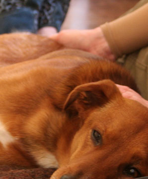 pain-management-for-arthritis-in-dogs