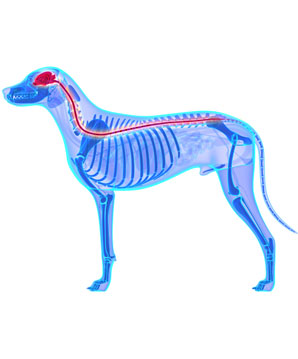 CDRM_and_dog_massage