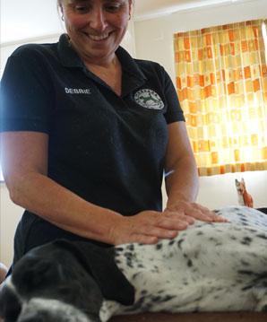 muscle_spasm_and_protective_splinting_dog