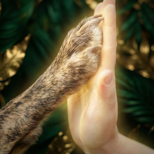 Professional Promise