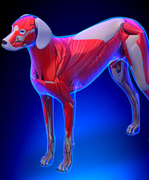 muscle_and_arthritis_in_dogs