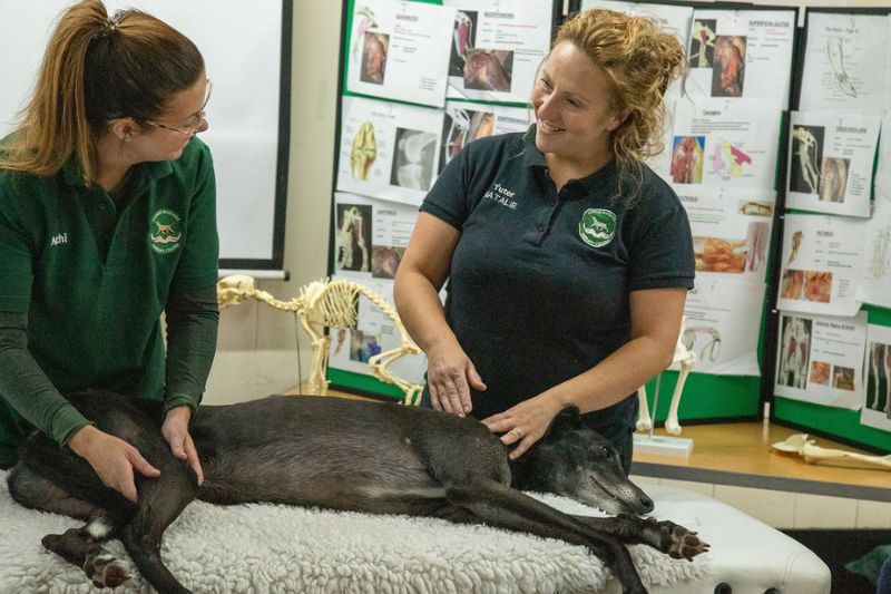 Dog Massage Qualification