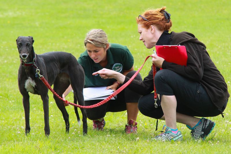 Professional Practice Gait Analysis